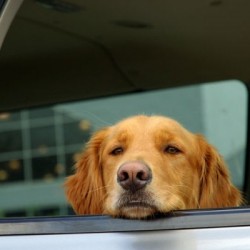 ¿Por qué no dejar a tu perro en el coche?