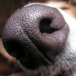 ¿Qué esconde la nariz de tu perro?