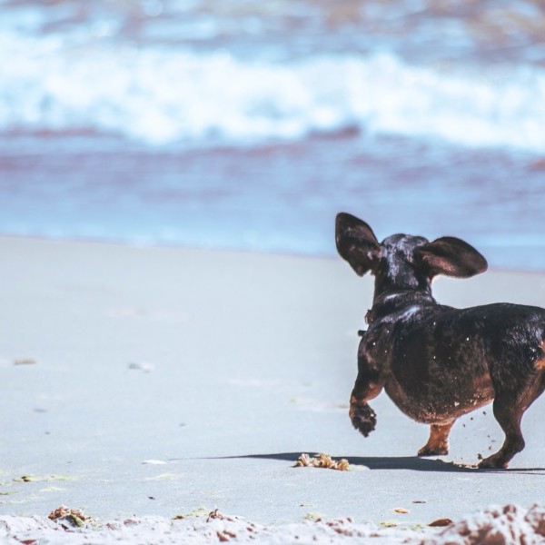 ¿Es bueno que nuestro perro se bañe en el mar?