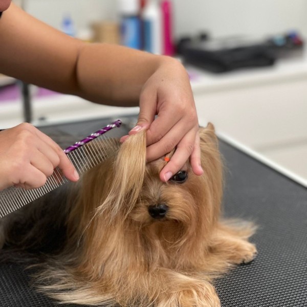 ¿Qué es el grooming en peluquería canina?