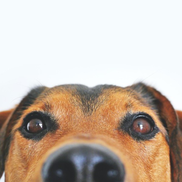 Beneficios de la Ozonoterapia y SPA para perros