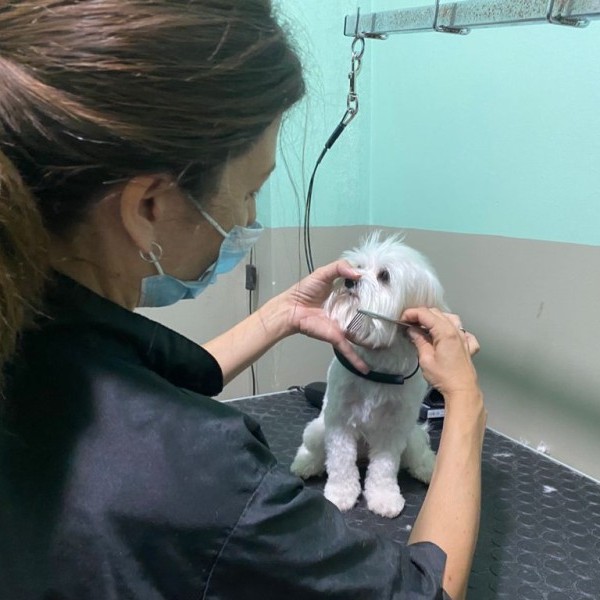 Diferencia entre tijeras rectas y tijeras curvas en la peluquería canina