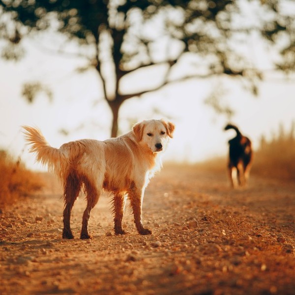 Cuidados básicos a tu mascota en época de calor