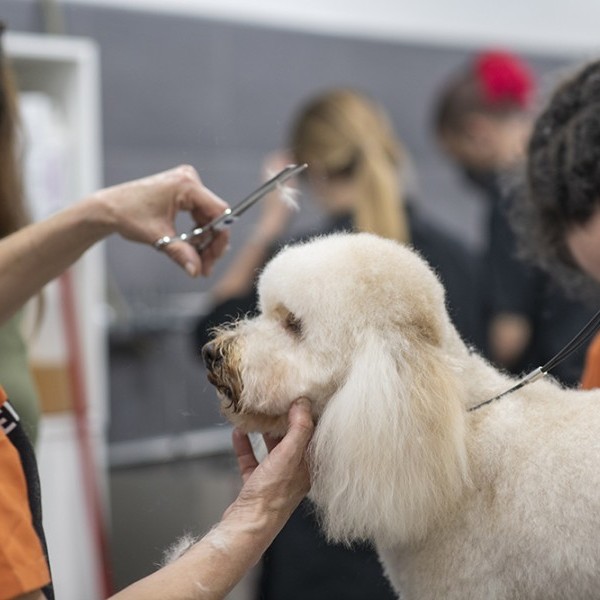 Monta tu peluquería canina con Style and Dog y llévate un curso con Mónica Gómez