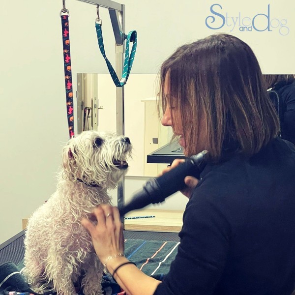 Asesoramiento y suministros de calidad para iniciarte en la peluquería canina