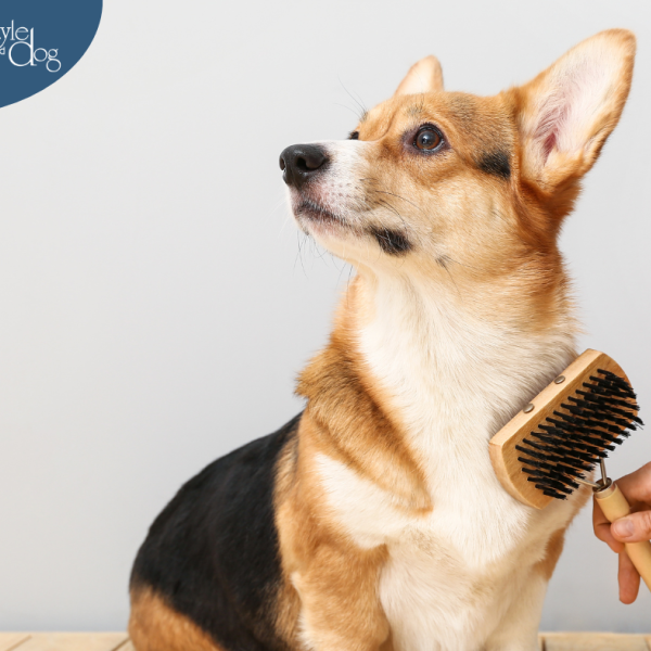 Top 5 de errores comunes en el cepillado canino