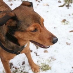 La elección del nombre de nuestro perro