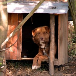 Gudog, contacto entre cuidadores y dueños de perros
