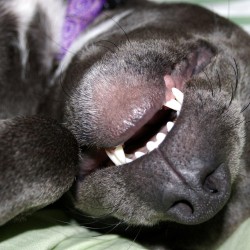 ¿Cómo lavar los dientes a nuestro perro?