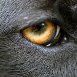La limpieza ocular de los perros