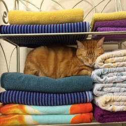 Cómo hacer que el baño de tu gato sea una experiencia agradable