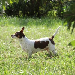 5 puntos clave en la higiene de tu mascota