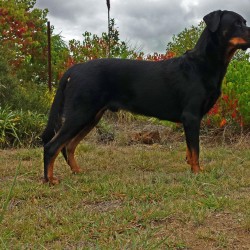 ¿Cómo es un concurso canino?