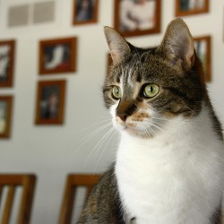Por qué lloran los gatos