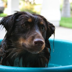 Cómo conseguir que tu perro huela bien