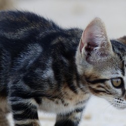 Cómo tratar los ácaros en los gatos