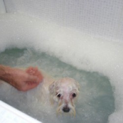 5 pasos para dar el baño perfecto a tu perro