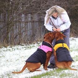 Proteger a los perros contra el frío
