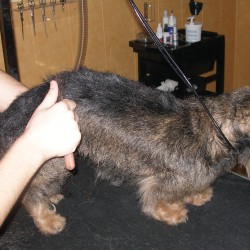Stripping, una técnica canina saludable