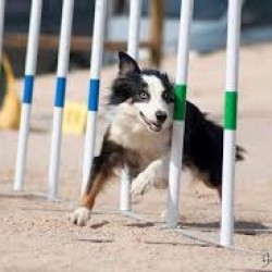 Zaragoza, referente canino a nivel internacional