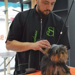 Cómo montar una peluquería canina :: Equipamiento y productos peluqueros caninos