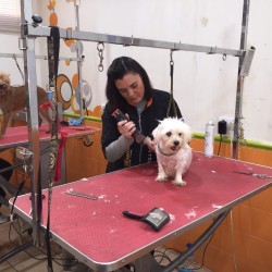 Cómo elegir la mejor máquina profesional para tu peluquería canina