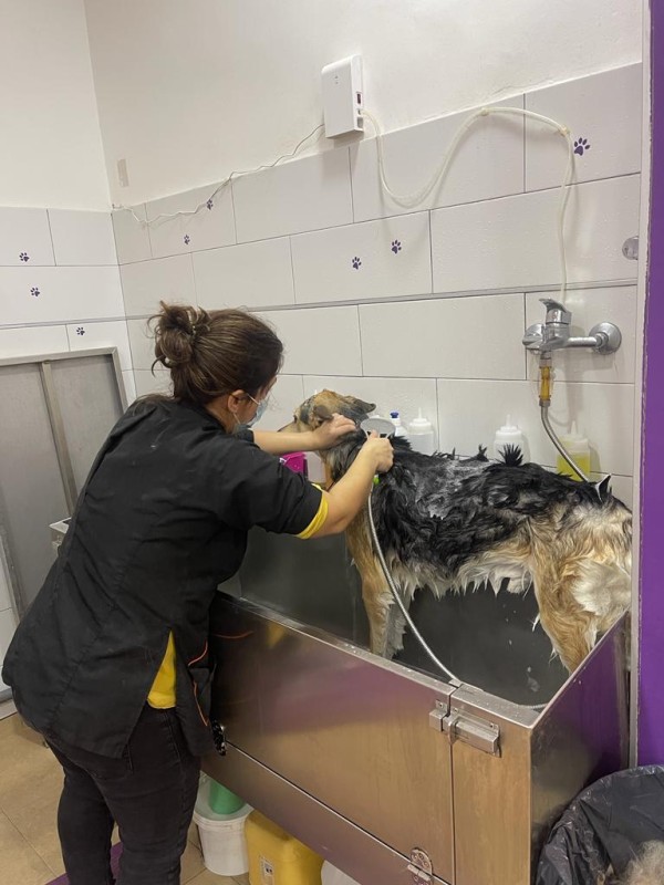 pet hotel gần sân bay đà nẵng