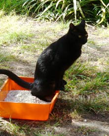 Mi gato no hace sus necesidades en la arena sales