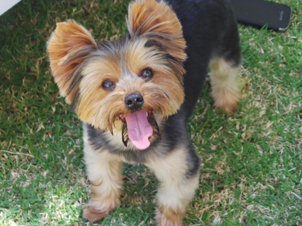 Bien educado pañuelo llamada El grooming en perros y gatos :: Equipamiento y productos para peluqueros  caninos