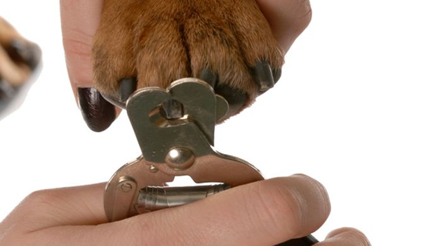Por qué debo cortarle las uñas a mi perro? :: Equipamiento y productos para  peluqueros caninos