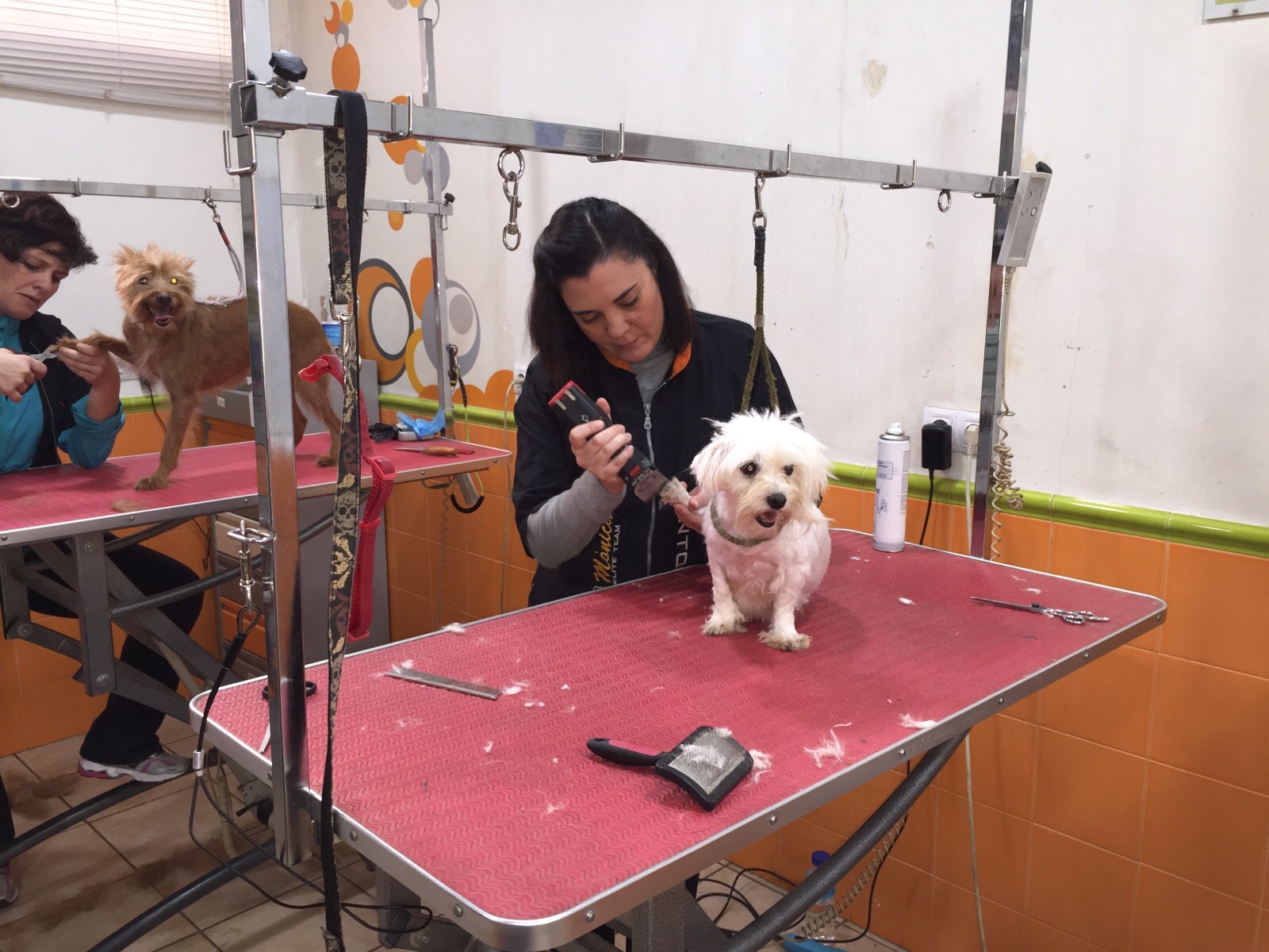 Cómo elegir la mejor máquina profesional para tu peluquería canina ::  Equipamiento y productos para peluqueros caninos