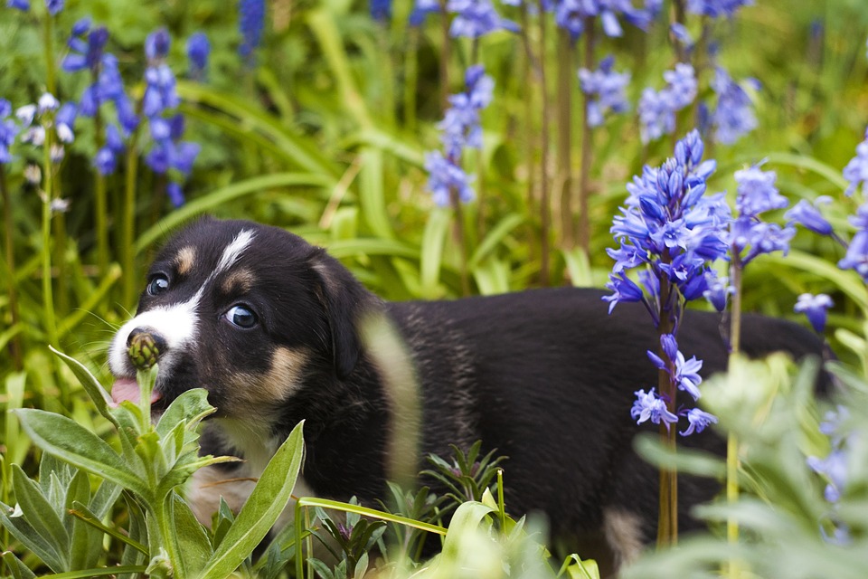 alergias perros, alergias caninas, Style and Dog