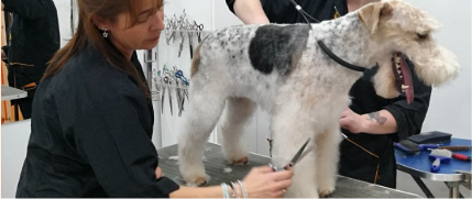 Persona entrando a una peluquería canina
